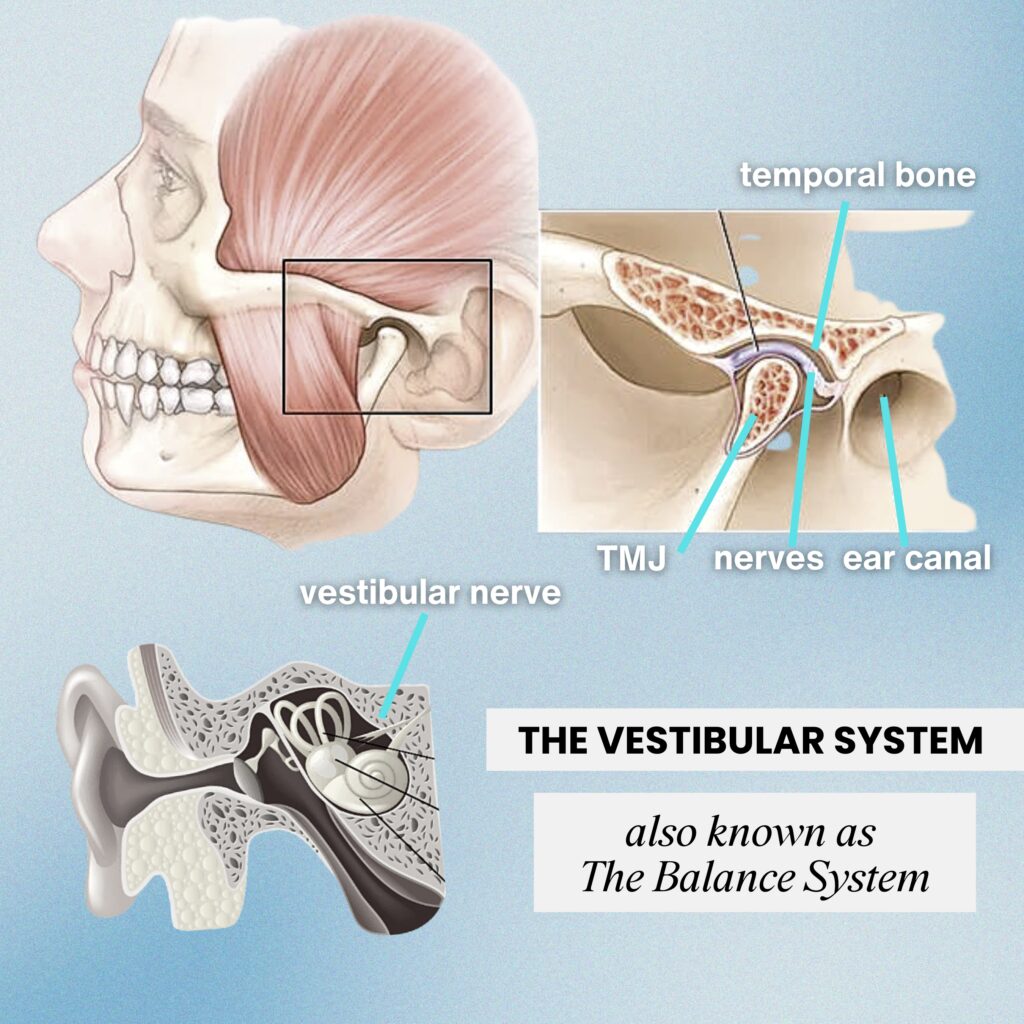 Jaw Balance Vestibular System