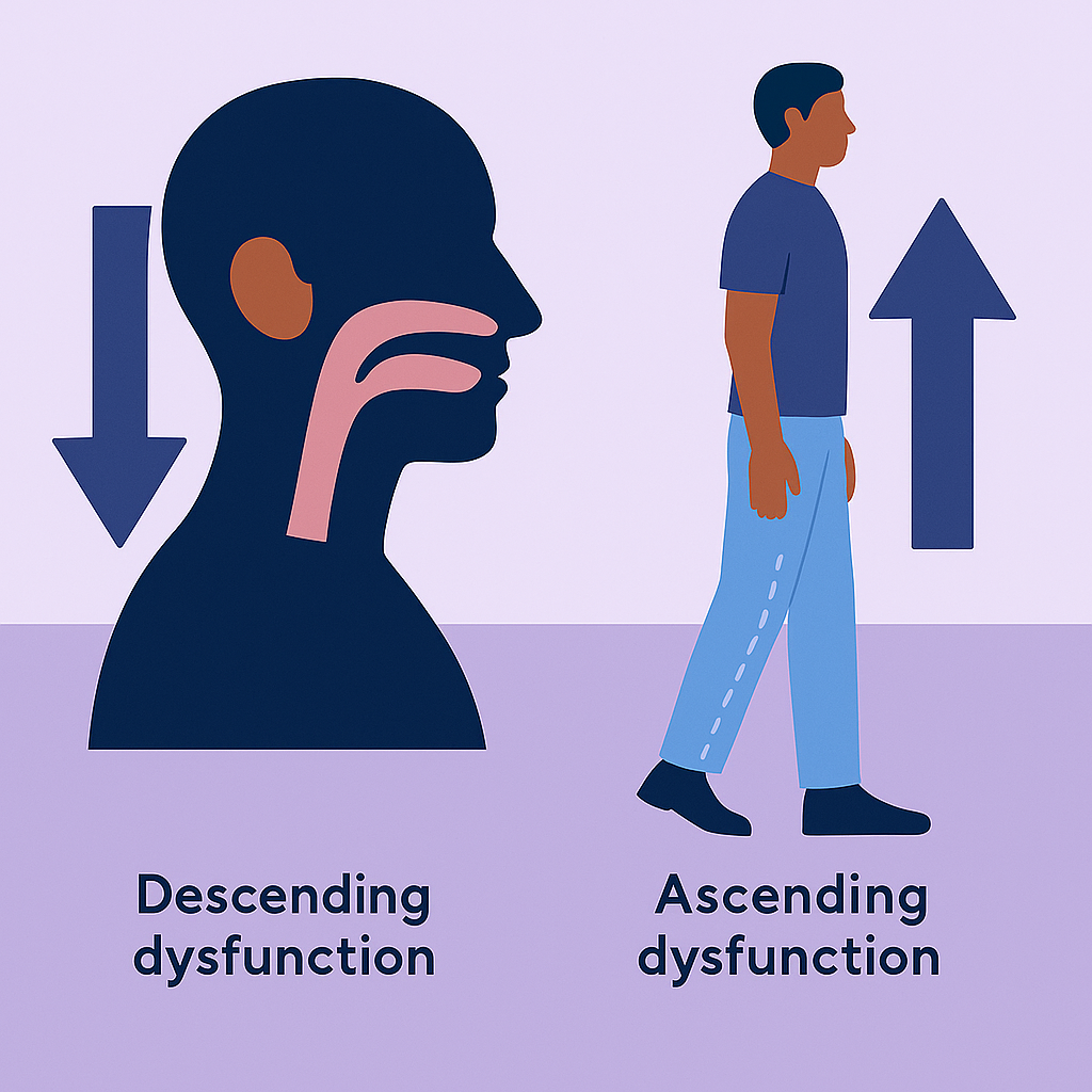 Understanding the Full-Body Connection Behind Airway Issues